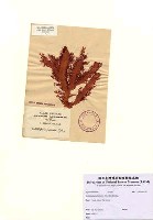 藏品(Calliblepharis fimbriata (Greville) Kutzing)的圖片